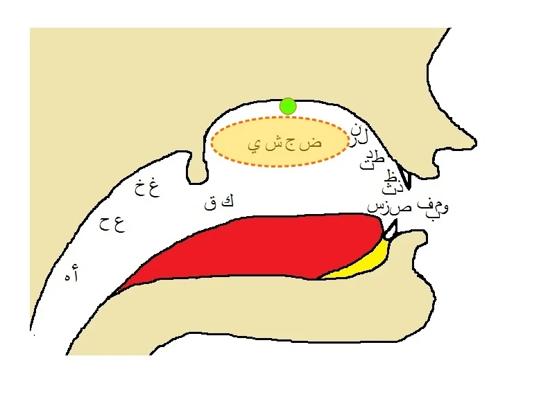 Makharij-Shajariyah-Haafiyah